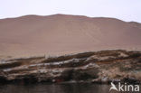 Paracas National Reserve