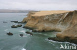 Paracas National Reserve