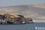 Paracas National Reserve