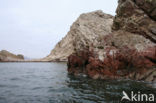 South American sea lion (Otaria flavescens)