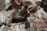 South American sea lion (Otaria flavescens)