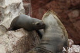 South American sea lion (Otaria flavescens)