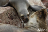 Patagonische zeeleeuw