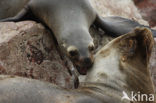 South American sea lion (Otaria flavescens)