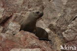 South American sea lion (Otaria flavescens)