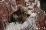 South American sea lion (Otaria flavescens)