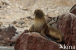 South American sea lion (Otaria flavescens)