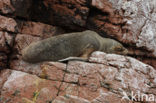 South American sea lion (Otaria flavescens)