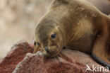 South American sea lion (Otaria flavescens)