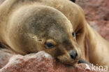 South American sea lion (Otaria flavescens)