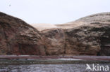 South American sea lion (Otaria flavescens)