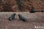 South American sea lion (Otaria flavescens)