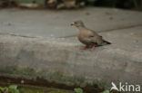 Croaking Ground-Dove (Columbina cruziana)