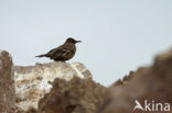 Peruvian Seaside Cinclodes (Cinclodes taczanowskii)