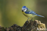 Pimpelmees (Parus caeruleus)