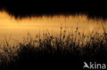 Soft Rush (Juncus effusus)