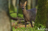 Roe Deer (Capreolus capreolus)