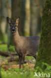 Roe Deer (Capreolus capreolus)