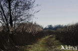 Riet (Phragmites australis)