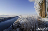 Common Reed (Phragmites australis)