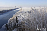 Common Reed (Phragmites australis)