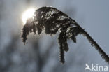 Common Reed (Phragmites australis)