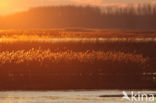 Riet (Phragmites australis)