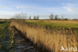 Riet (Phragmites australis)