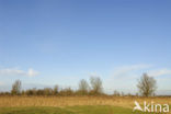 Riet (Phragmites australis)