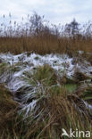 Riet (Phragmites australis)