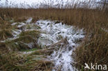 Common Reed (Phragmites australis)