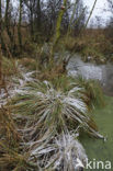 Common Reed (Phragmites australis)