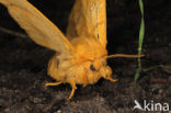 The Drinker (Euthrix potatoria)