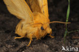 The Drinker (Euthrix potatoria)