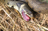 Grass Snake (Natrix natrix)