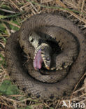 Grass Snake (Natrix natrix)