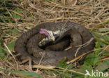 Grass Snake (Natrix natrix)