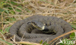 Grass Snake (Natrix natrix)