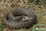 Grass Snake (Natrix natrix)