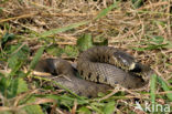 Grass Snake (Natrix natrix)