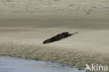 Rivierotter (Lutra canadensis)