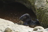 Rivierotter (Lutra canadensis)