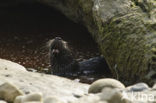 Rivierotter (Lutra canadensis)