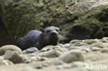 Rivierotter (Lutra canadensis)