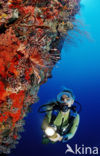 Spotfin lionfish (Pterois antennata)