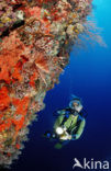 Spotfin lionfish (Pterois antennata)