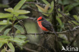 Vermilion Flycatcher (Pyrocephalus rubinus)