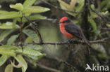 Vermilion Flycatcher (Pyrocephalus rubinus)