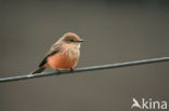 Vermilion Flycatcher (Pyrocephalus rubinus)