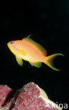 Rode vlaggebaars (Pseudanthias squamipinnis)